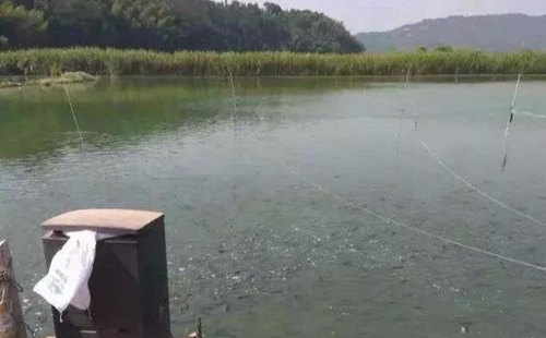 水浑了？不用怕，这五个方面让水质恢复清新